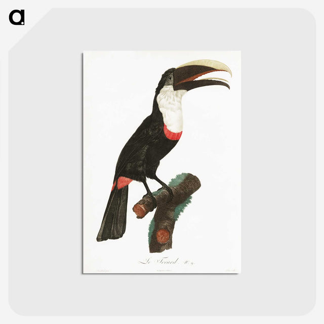 1-19_Des-Oiseaux-de-Paradis_postcard