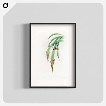 Phaethornis Griseogularis
 - デトロイト美術館 Poster.