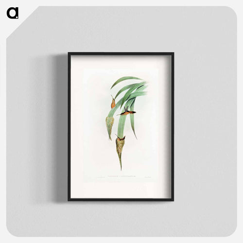 Phaethornis Griseogularis
 - Detroit Institute of Arts Poster.