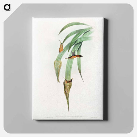 アートパネル-Phaethornis Griseogularis
 - デトロイト美術館 Canvas.