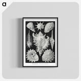 1-19_Ernst-Haeckel_blk-crop