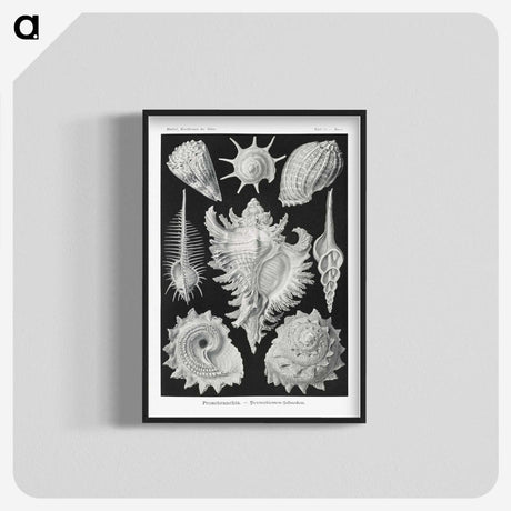 1-19_Ernst-Haeckel_blk-crop