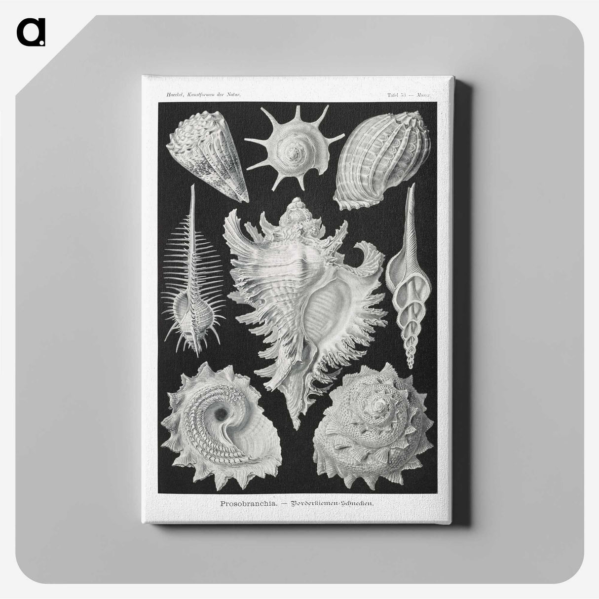 1-19_Ernst-Haeckel_canvas
