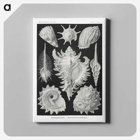 1-19_Ernst-Haeckel_canvas