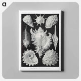 Prosobranchia–Dorderkiemen Schnecken - エルンスト ヘッケル Canvas.