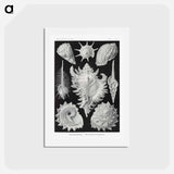 アートポストカード-Prosobranchia–Dorderkiemen Schnecken - エルンスト ヘッケル Postcard.