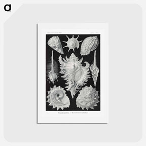 アートポストカード-Prosobranchia–Dorderkiemen Schnecken - エルンスト ヘッケル Postcard.