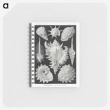 1-19_Ernst-Haeckel_memo
