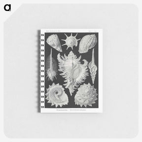 1-19_Ernst-Haeckel_memo