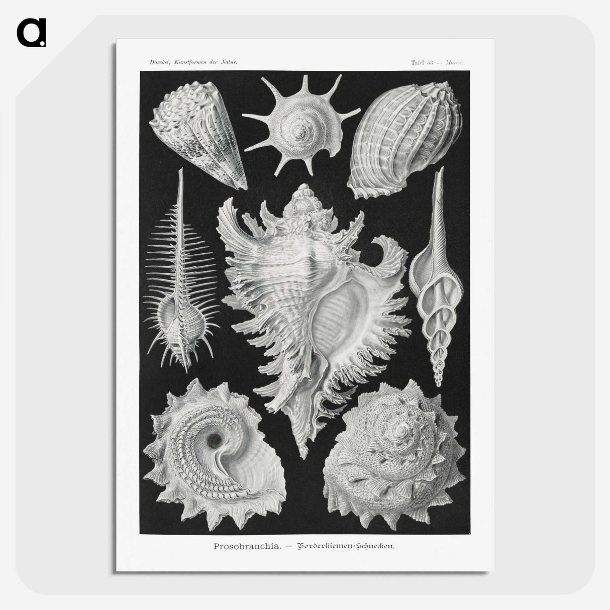 1-19_Ernst-Haeckel_picture-crop