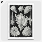 1-19_Ernst-Haeckel_picture-crop