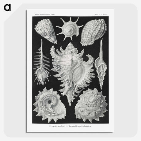 1-19_Ernst-Haeckel_picture-crop