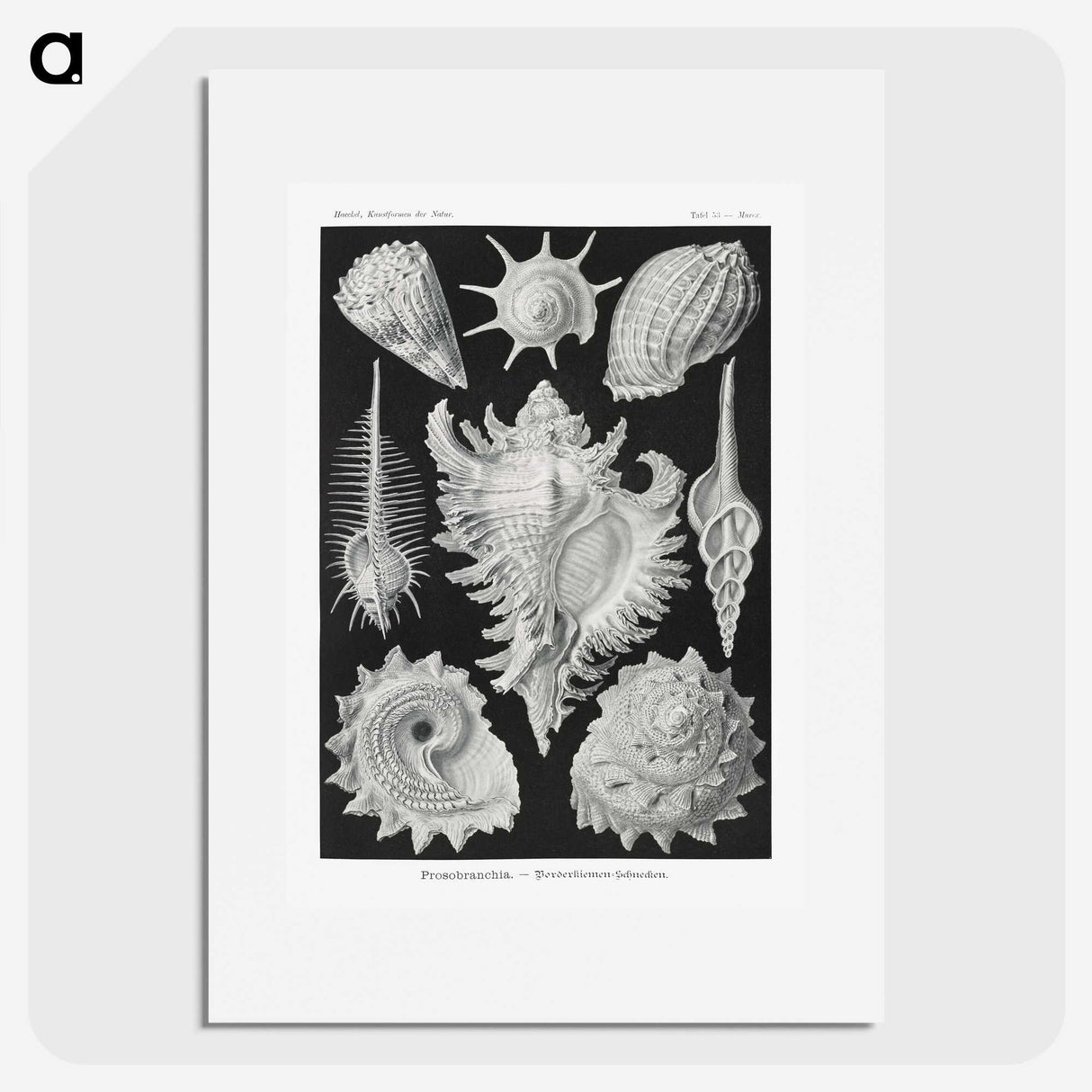 1-19_Ernst-Haeckel_picture
