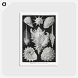 1-19_Ernst-Haeckel_postcard