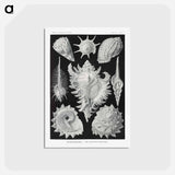 アートポストカード-Prosobranchia–Dorderkiemen Schnecken - エルンスト ヘッケル Postcard.