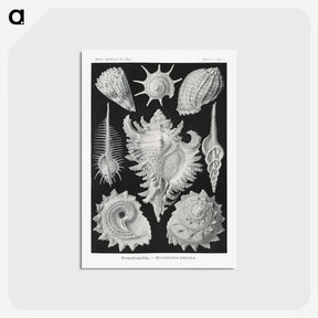 1-19_Ernst-Haeckel_postcard