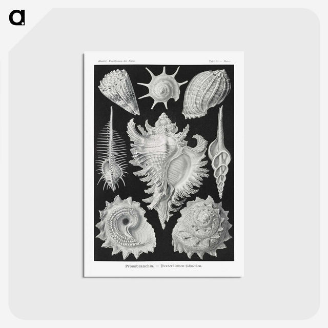 1-19_Ernst-Haeckel_postcard