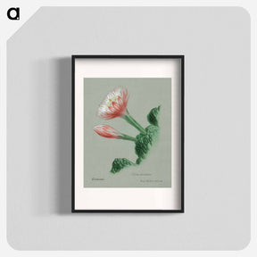 アートポスター-Peruvian Apple Cactus
 - サボテン科 Poster.