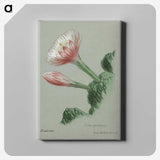 1-19_Familie-der-Cacteen_canvas