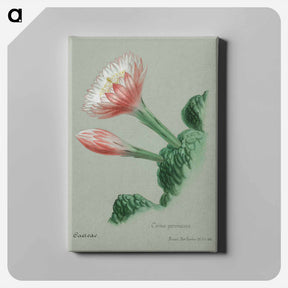 アートパネル-Peruvian Apple Cactus
 - サボテン科 Canvas.