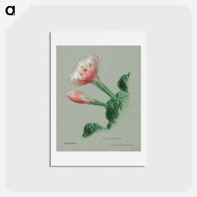 アートポストカード-Peruvian Apple Cactus
 - サボテン科 Postcard.