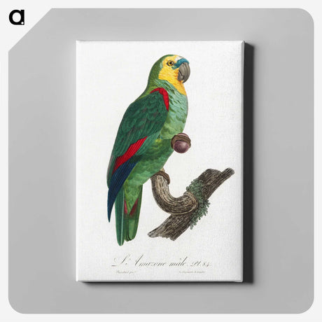 1-19_Francois-Levaillant_canvas