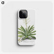 1-19_Georg-Dionysius-Ehret_phone