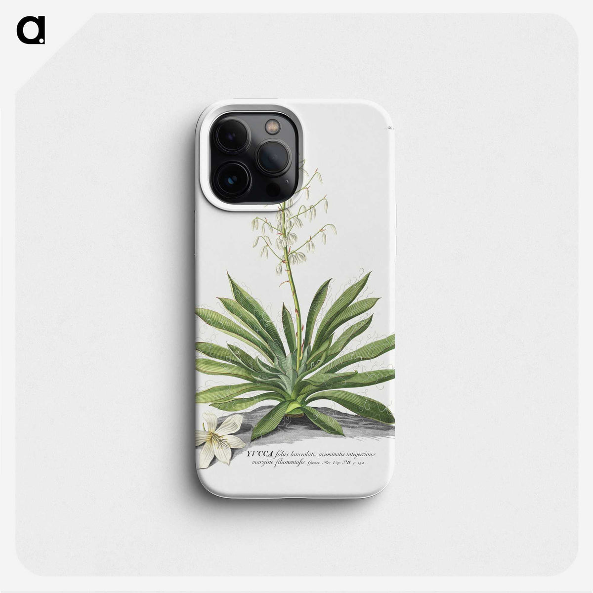 1-19_Georg-Dionysius-Ehret_phone