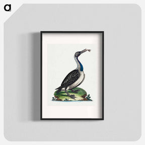 アートポスター-Black and White Water-Fowl with Blue Throat
 - ジョージ エドワーズ Poster.