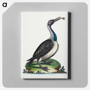 アートパネル-Black and White Water-Fowl with Blue Throat
 - ジョージ エドワーズ Canvas.