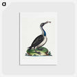 アートポストカード-Black and White Water-Fowl with Blue Throat
 - ジョージ エドワーズ Postcard.