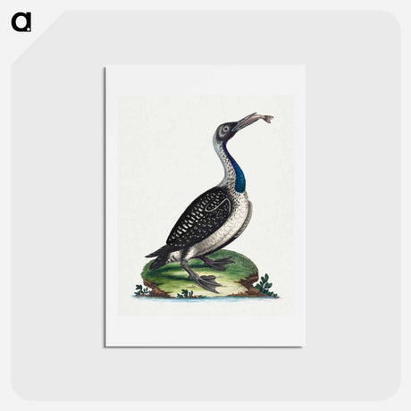 アートポストカード-Black and White Water-Fowl with Blue Throat
 - ジョージ エドワーズ Postcard.