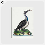 アートポストカード-Black and White Water-Fowl with Blue Throat
 - ジョージ エドワーズ Postcard.