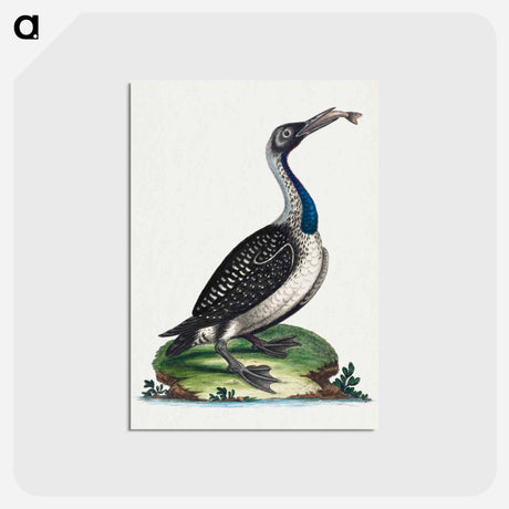 アートポストカード-Black and White Water-Fowl with Blue Throat
 - ジョージ エドワーズ Postcard.
