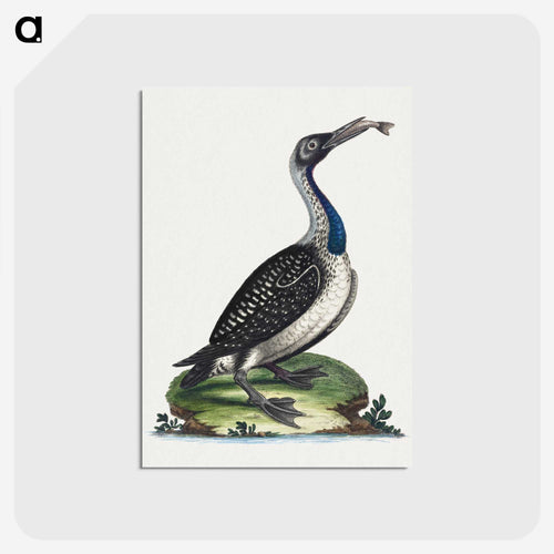 青い喉の白黒の水鳥 - ジョージ エドワーズ Postcard.