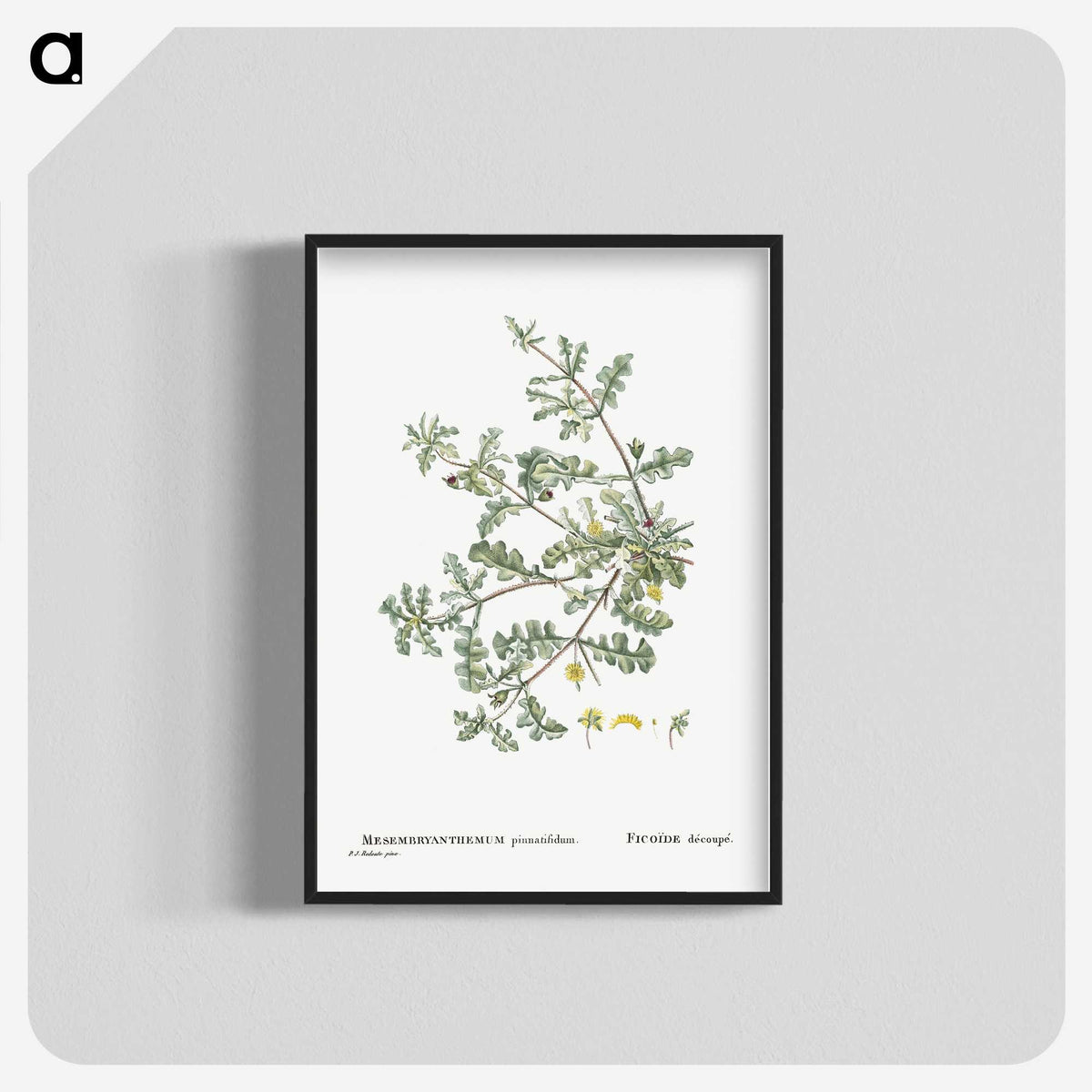 1-19_Histoire-des-Plantes-Grasses_blk-crop