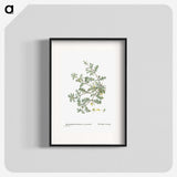 1-19_Histoire-des-Plantes-Grasses_blk