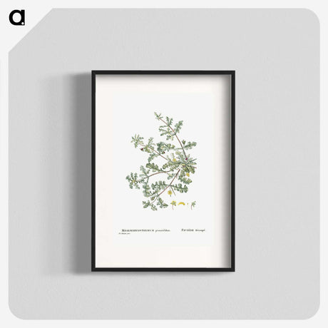 1-19_Histoire-des-Plantes-Grasses_blk