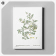 1-19_Histoire-des-Plantes-Grasses_canvas