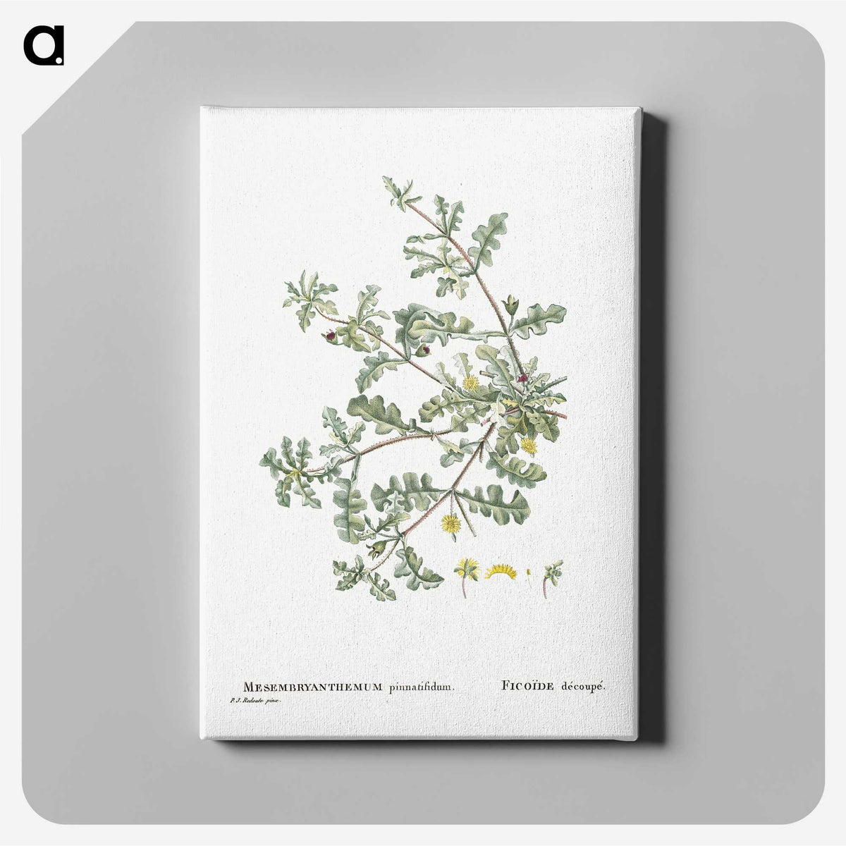 1-19_Histoire-des-Plantes-Grasses_canvas