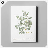 1-19_Histoire-des-Plantes-Grasses_canvas