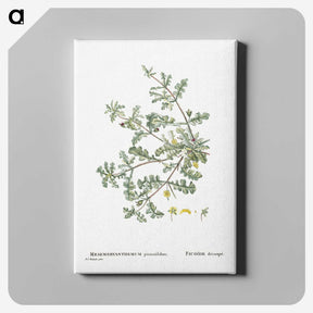 1-19_Histoire-des-Plantes-Grasses_canvas