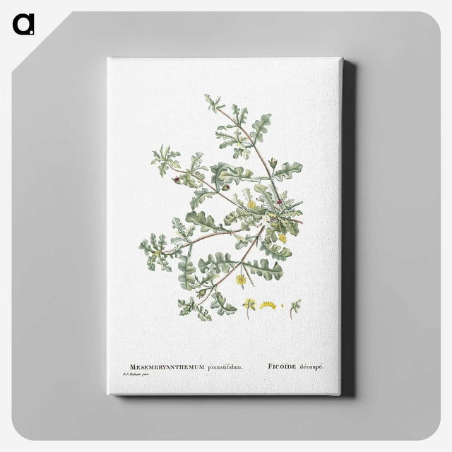 1-19_Histoire-des-Plantes-Grasses_canvas