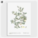 1-19_Histoire-des-Plantes-Grasses_picture-crop
