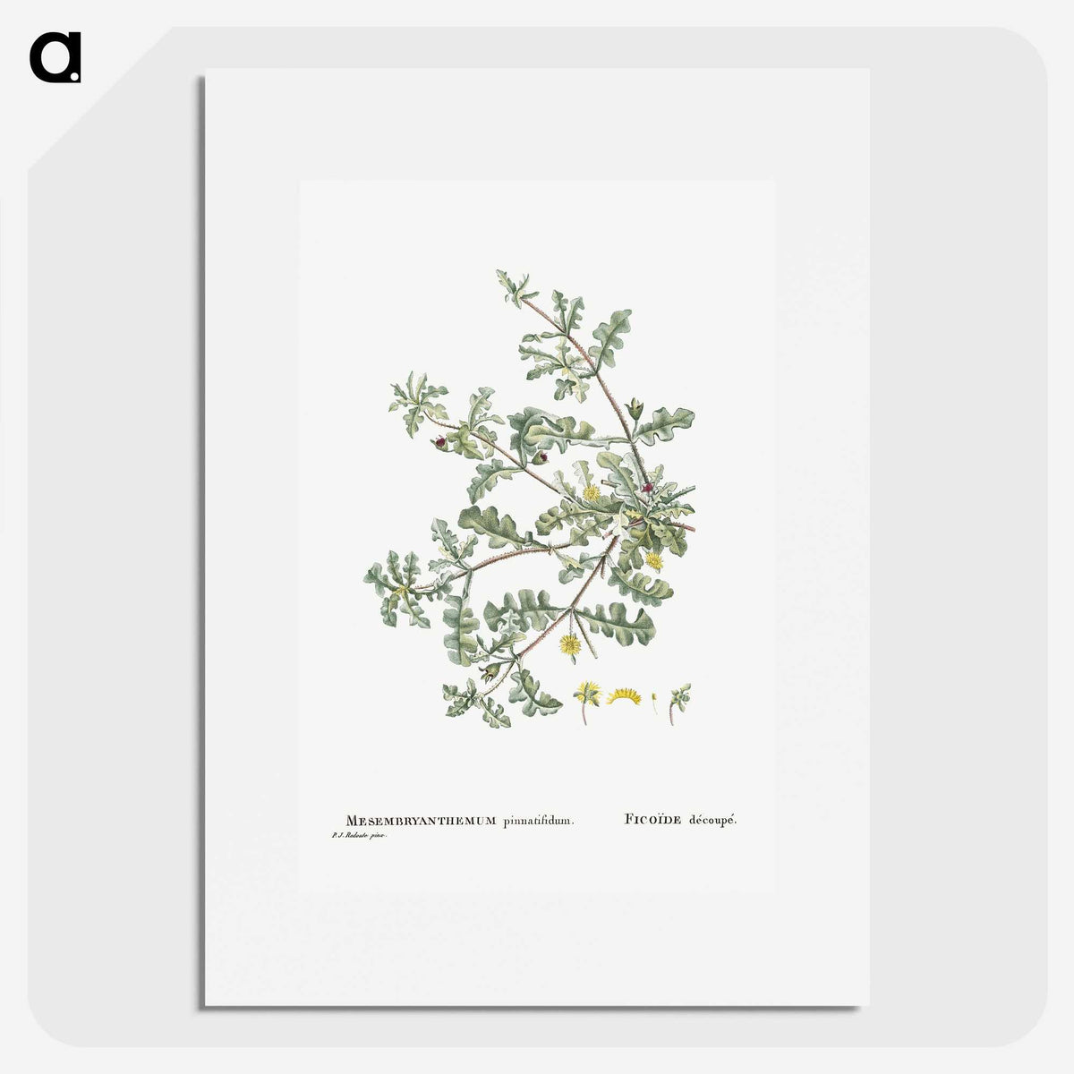 1-19_Histoire-des-Plantes-Grasses_picture