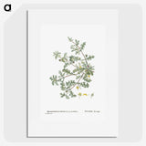 1-19_Histoire-des-Plantes-Grasses_picture