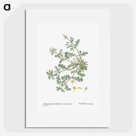 1-19_Histoire-des-Plantes-Grasses_picture