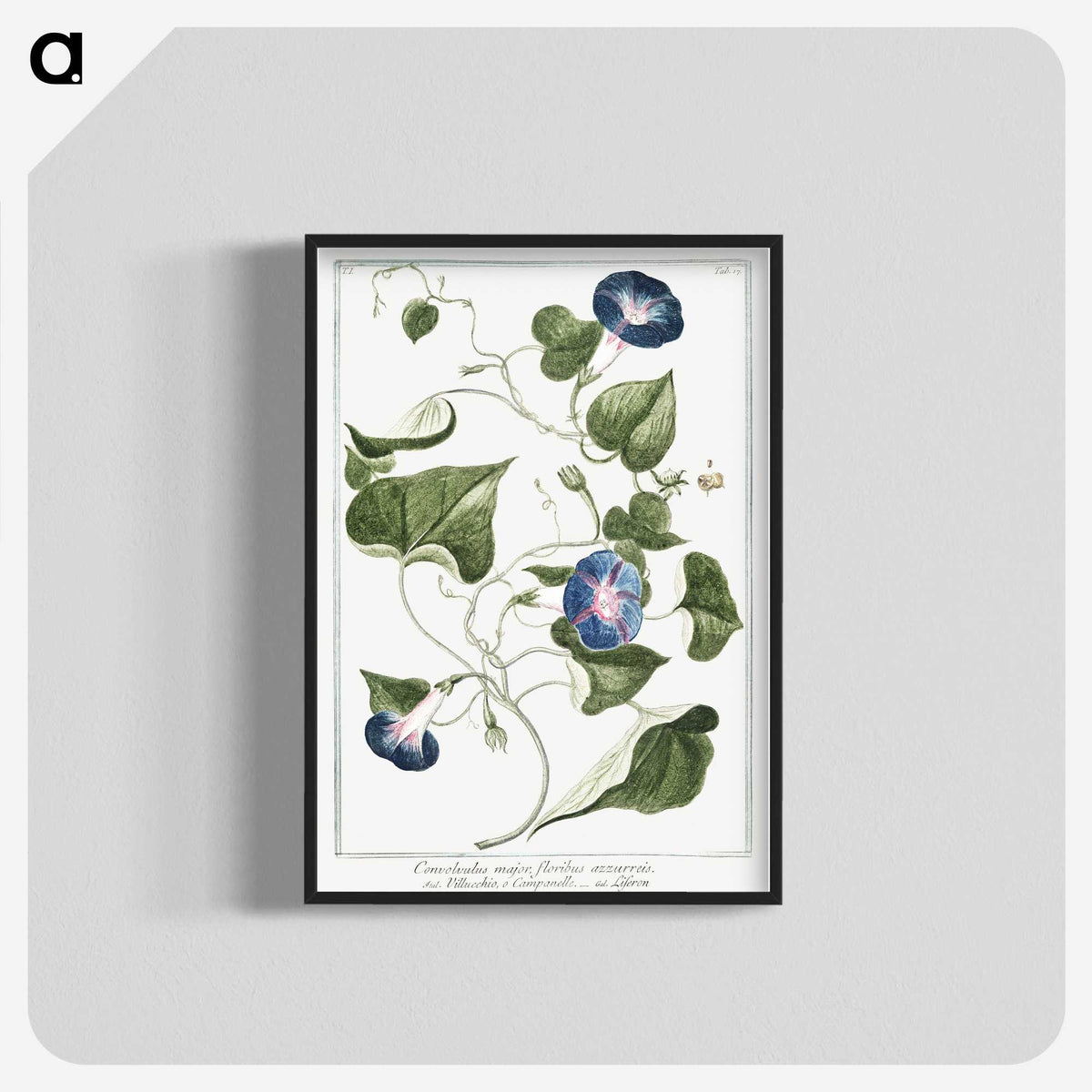1-19_Hortus-Romanus-Botanical-Plates_blk-crop