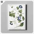1-19_Hortus-Romanus-Botanical-Plates_canvas