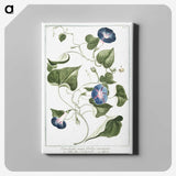 1-19_Hortus-Romanus-Botanical-Plates_canvas